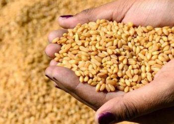 بولندا تمنح الشعب السوداني ٤٠ الف طنًا من القمح