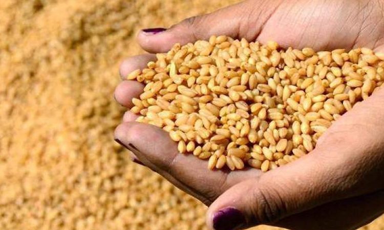 بولندا تمنح الشعب السوداني ٤٠ الف طنًا من القمح