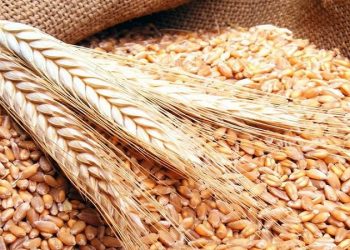 انخفاض أسعار القمح عالميًا