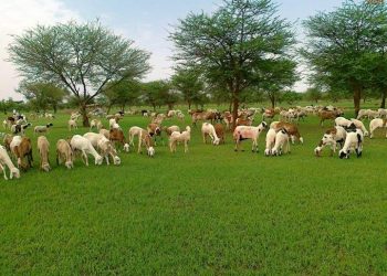 مفوض الاستثمار بولاية سنار يعد بطفرة استثمارية بمحلية ابوحجار