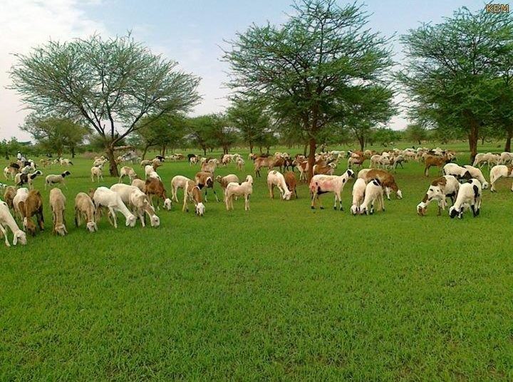 مفوض الاستثمار بولاية سنار يعد بطفرة استثمارية بمحلية ابوحجار